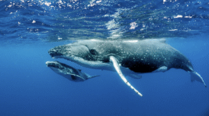 Fibre Optic Sensing Security Architecture published